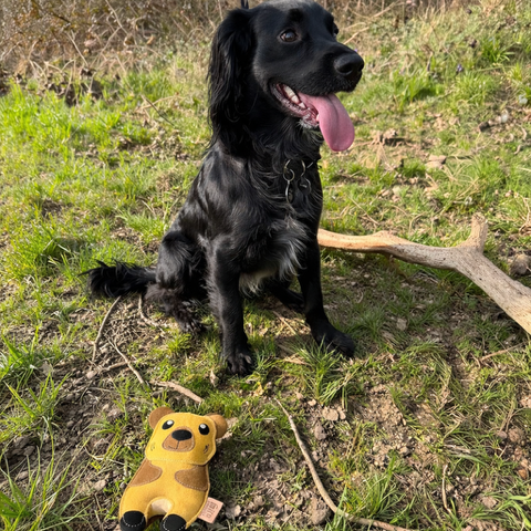 Eco Dog Toys - Carlos Capybara
