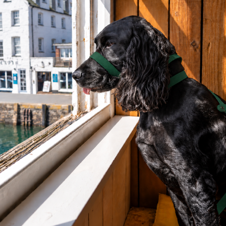 Head Collar - Flat figure of Eight design,  Biothane® All Weather