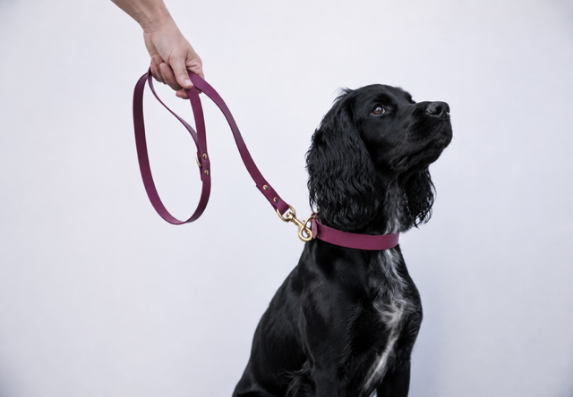 Wine Biothane® All Weather Collar