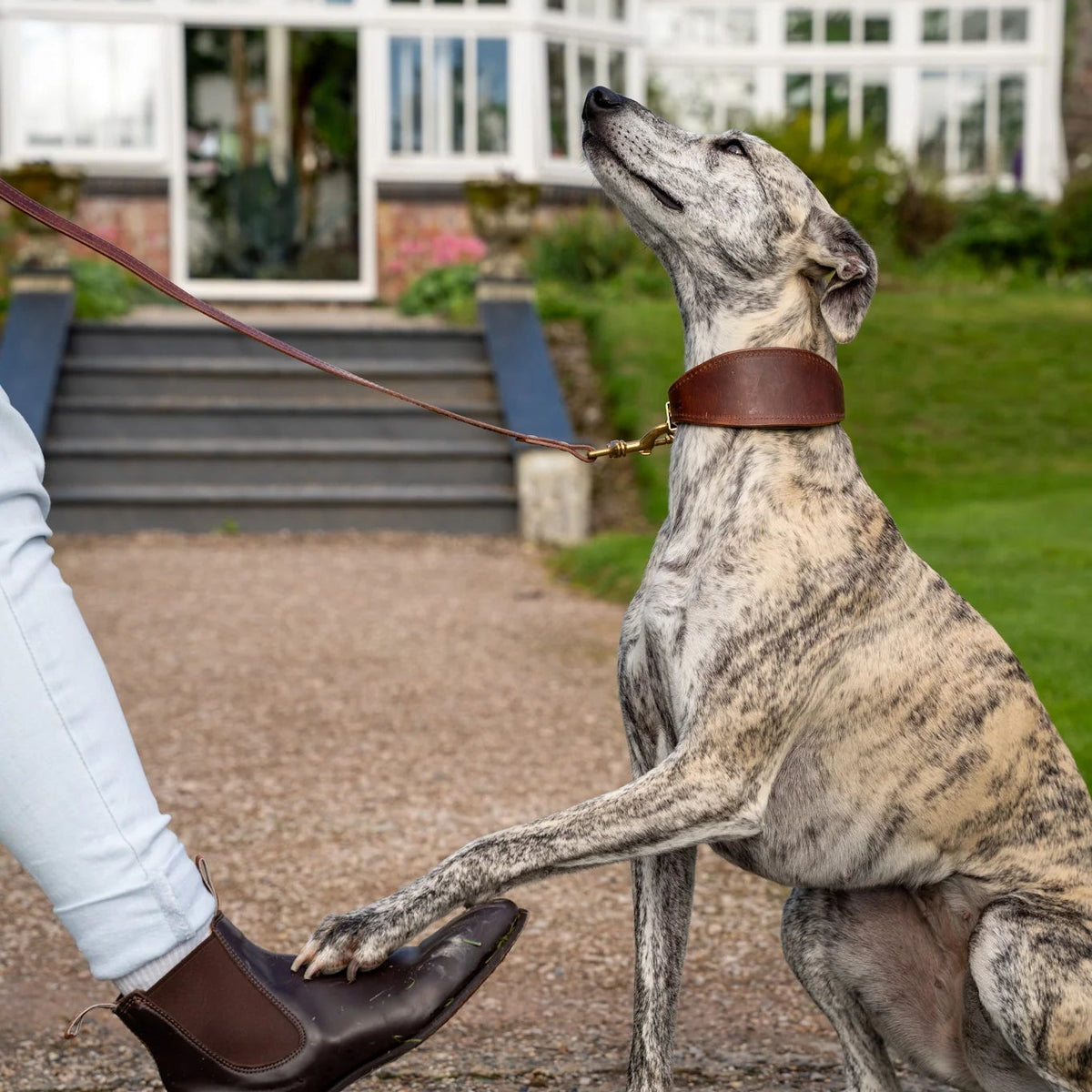 Forest padded Luxury Leather Sight Hound Collar