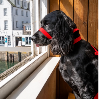 Head Collar - Flat figure of Eight design,  Biothane® All Weather