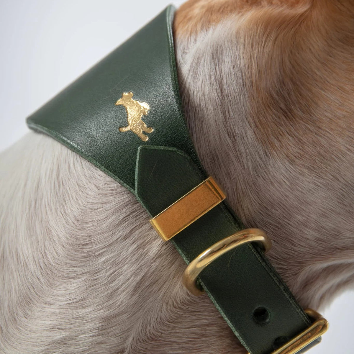 Forest padded Luxury Leather Sight Hound Collar